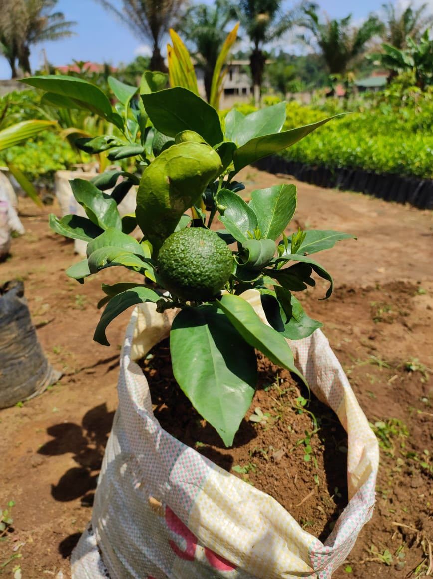 Jeune agrume greffé avec ses premiers fruits