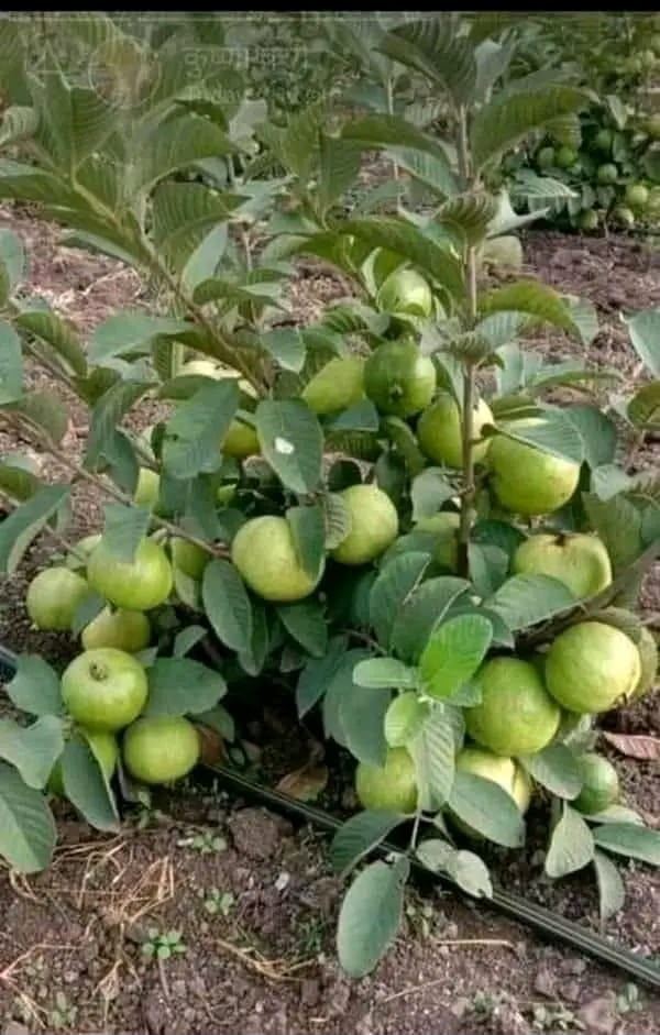 Agrumes en fruits