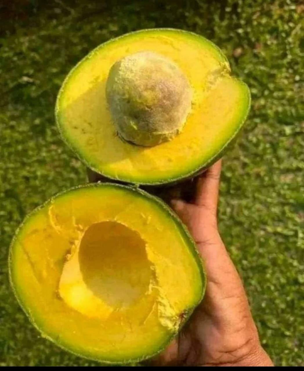 Avocat