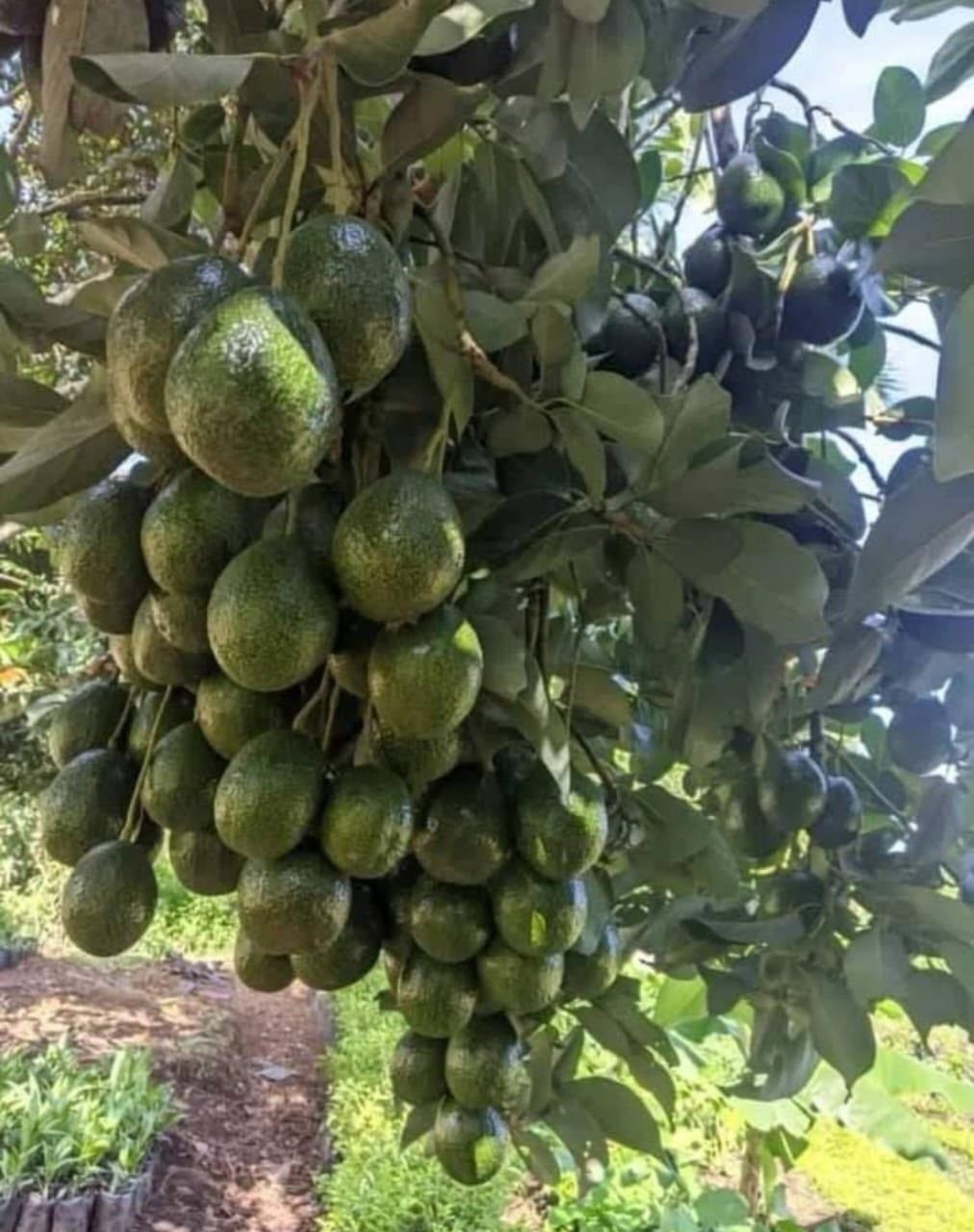 Avocatier greffé chargé de fruits