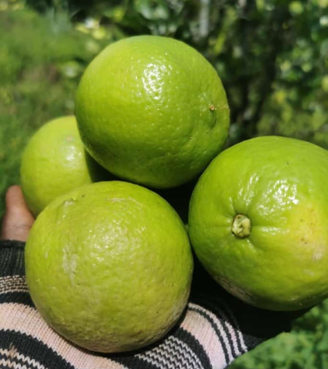 Citrons