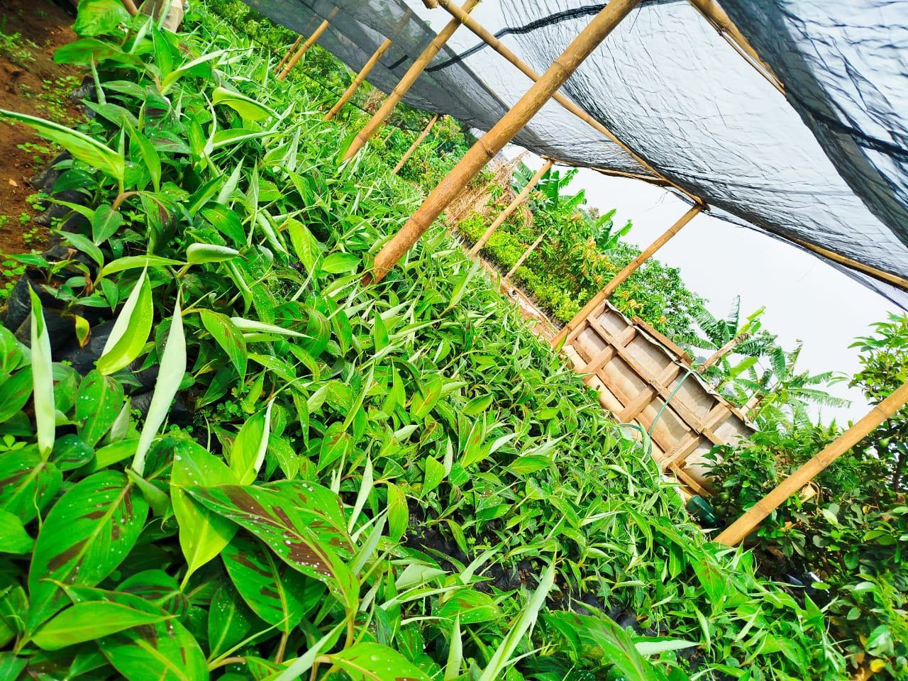 Jeunes plants sous ombrière