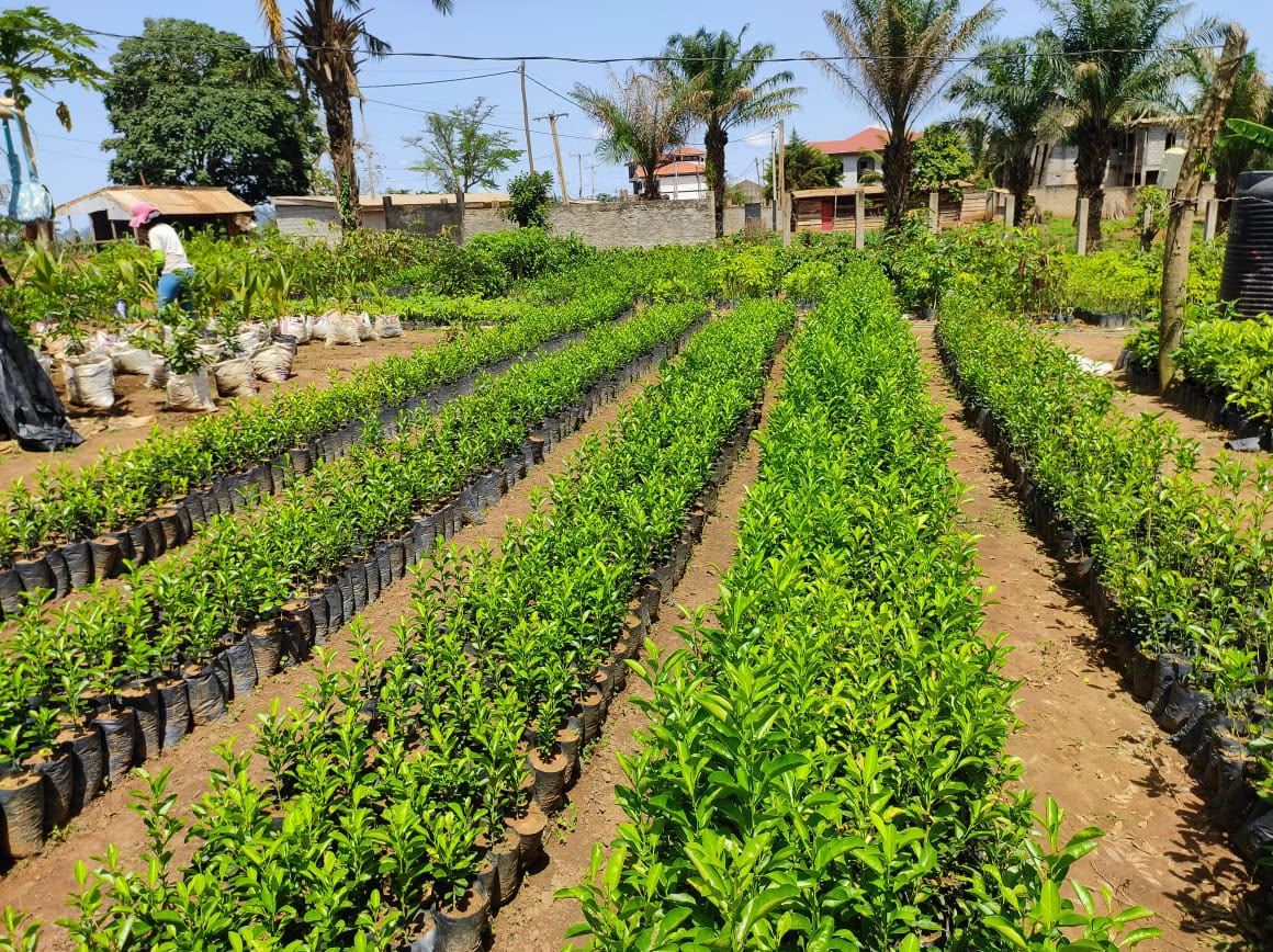 Rangées de jeunes plants à la pépinière Semence Fruitière du Pays